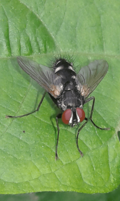 Tachinidae : Phyllomya sp.?  No,  Thelaira nigripes